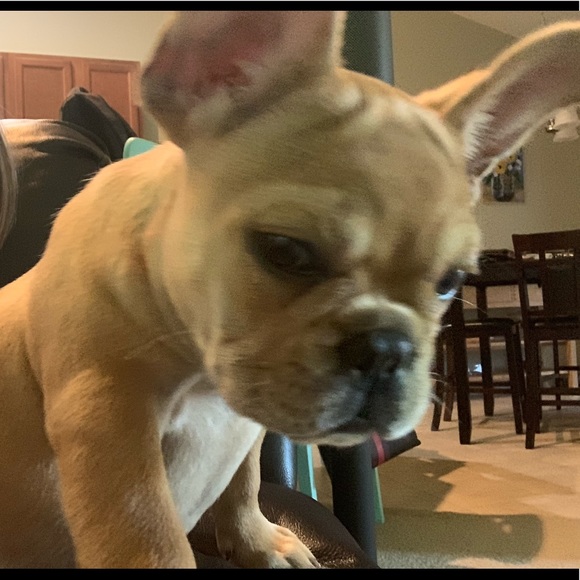 Meet your Posher, Billie - Picture 2 of 7